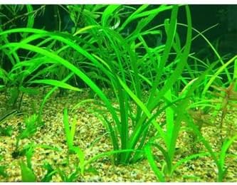 Sagittaria Subulata Saksı Canlı Bitki