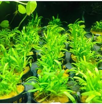 Alternative view of Sagittaria Subulata Saksı Canlı Bitki