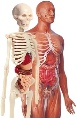 - 64297 - İlk Keşiflerim - İnsan Anatomisi