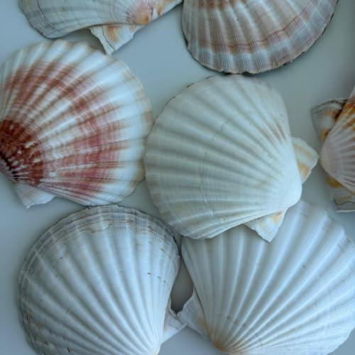 Alternative view of Büyük Doğal Deniz Tarağı Kabugu | 1 Adet | 10-12 cm | Mutfak ve Dekorasyon İçin | El İşi ve DIY Projeleri İçin Büyük Deniz Kabuğu