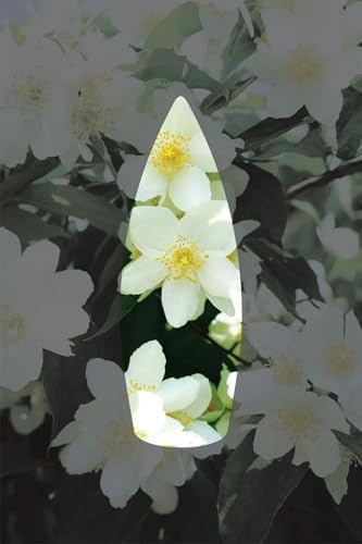 AURAN Yasemin Kokulu Geri Akış Tütsüsü konik Tütsü Jasmine Backflow Incense Cones 10 Adet