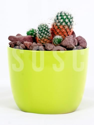 Bordo Çakıl Taşı Dolomit Taşı Bahçe Süsü Akvaryum Taşı Dere Çakıl Taşı 2-3 Cm 1 Kg - Görsel 3