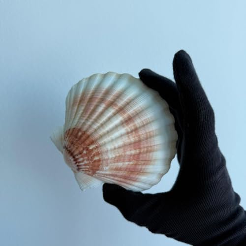 Büyük Doğal Deniz Tarağı Kabugu | 1 Adet | 10-12 cm | Mutfak ve Dekorasyon İçin | El İşi ve DIY Projeleri İçin Büyük Deniz Kabuğu - Görsel 3