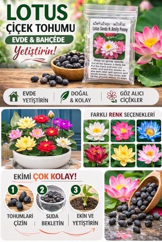 Alternative view of 15 Adet Lotus Çiçeği Tohumu Nilüfer Çiçeği Karışık Renkli Orjinal Lotus Su ve Toprakta Yetişir