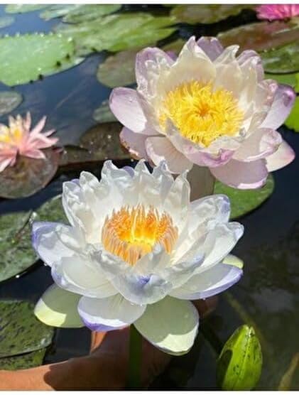 Alternative view of 12 Adet Lotus Çiçeği Tohumu Nilüfer Çiçeği Karışık Renkli Orjinal Lotus Su ve Toprakta Yetişir
