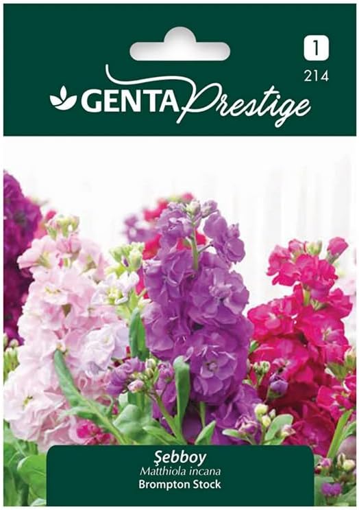 Genta Prestige Şebboy Çiçek Tohumu