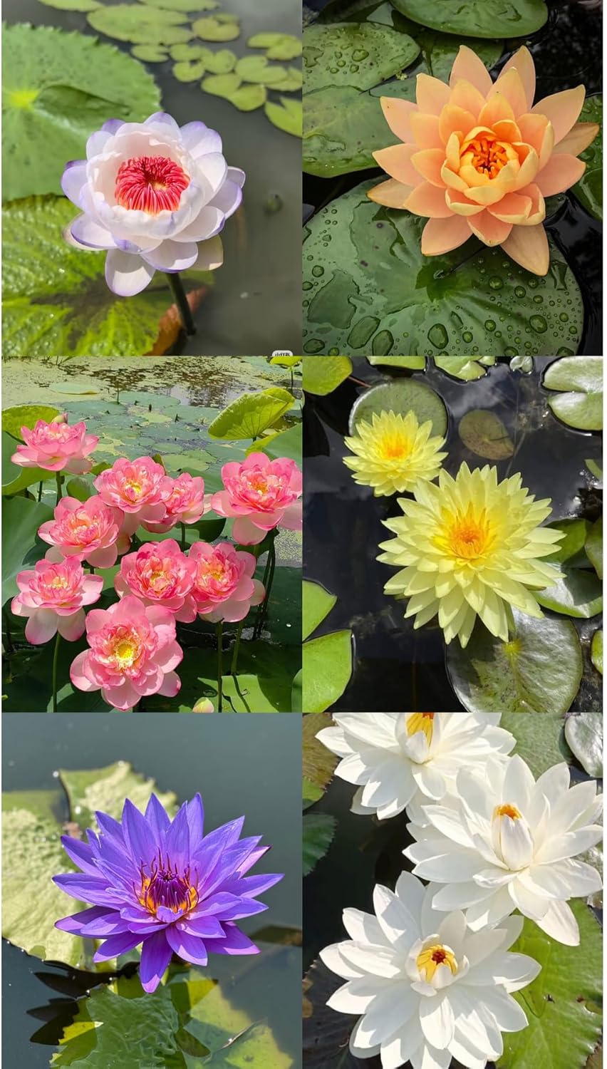 12 Adet Lotus Çiçeği Tohumu Nilüfer Çiçeği Karışık Renkli Orjinal Lotus Su ve Toprakta Yetişir