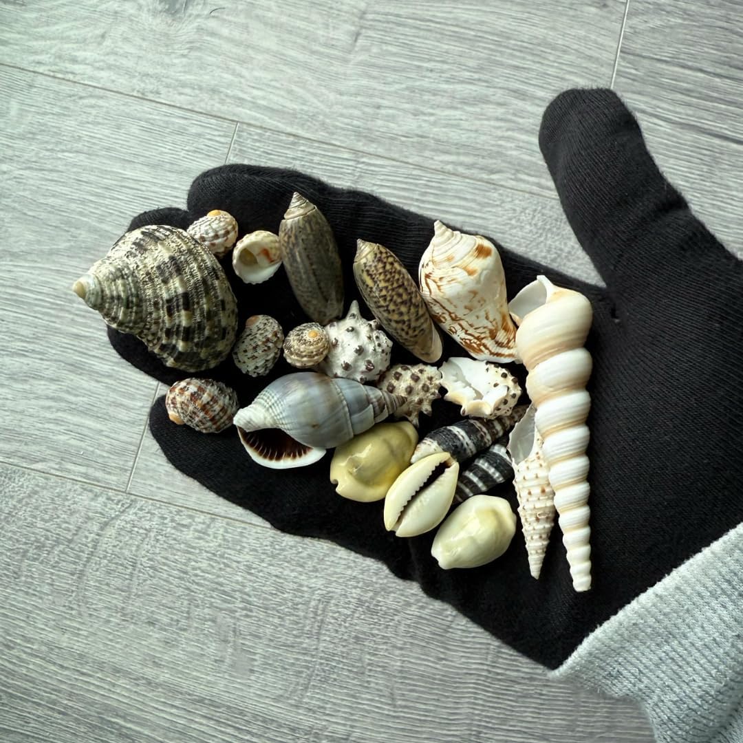 20 Adet Karışık Doğal Deniz Kabuğu – Dekoratif ve Koleksiyonluk